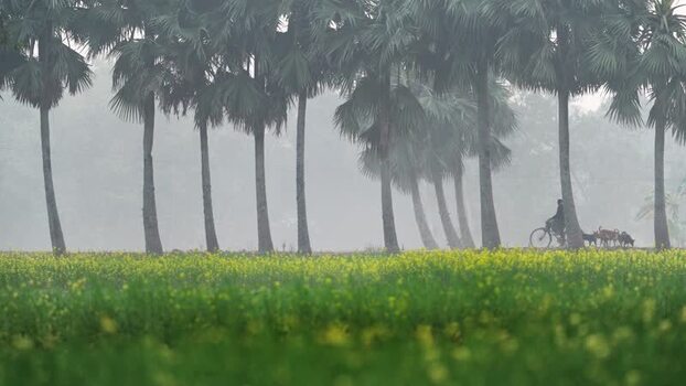 View of a person riding a bicycle past palm trees Bangladesh. View of a person riding a bicycle past palm trees Bangladesh.