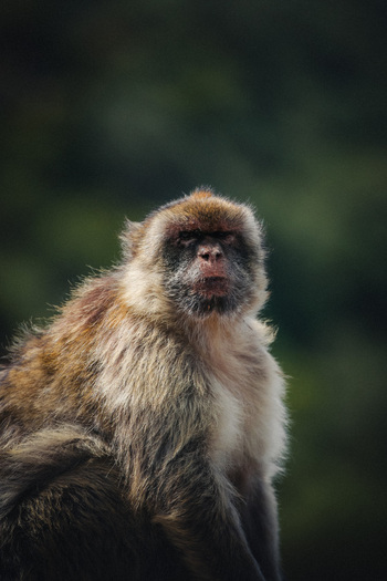 View of a Barbary macaque with its detailed fur and expressive face against a backdrop of blurred greenery creates a captivating wildlife scene Gibraltar Gibraltar. View of a Barbary macaque with its detailed fur and expressive face against a backdrop of blurred greenery creates a captivating wildlife scene Gibraltar Gibraltar.