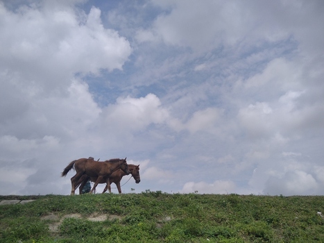 Kushtia Khulna Division Bangladesh 27 April 2020 View of two horses walking along a grassy embankment under a cloudy sky. Kushtia Khulna Division Bangladesh 27 April 2020 View of two horses walking along a grassy embankment under a cloudy sky.