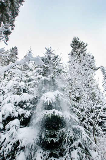 View of snow covered pine trees in a winter forest with fresh snow falling from branches under an overcast sky near Morskie Oko in Tatra County Lesser Poland Voivode Poland. View of snow covered pine trees in a winter forest with fresh snow falling from branches under an overcast sky near Morskie Oko in Tatra County Lesser Poland Voivode Poland.
