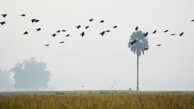 View of birds flying over a misty field Bangladesh.