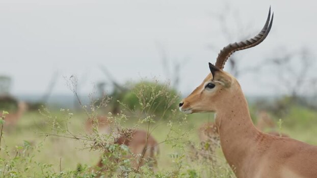 View of an impala in Kruger National Park South Africa.