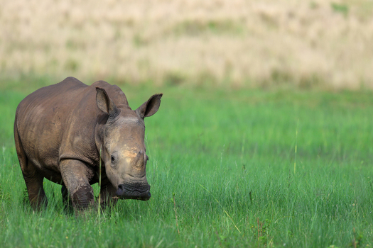 View of a rhino grazes in the vibrant green grass its textured skin contrasting against the soft backdrop in the wild Vaalwater Limpopo South Africa. View of a rhino grazes in the vibrant green grass its textured skin contrasting against the soft backdrop in the wild Vaalwater Limpopo South Africa.