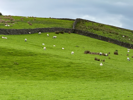 View of sheep grazing on a lush green hillside divided by traditional dry stone walls under a cloudy sky in Hawes England United Kingdom. View of sheep grazing on a lush green hillside divided by traditional dry stone walls under a cloudy sky in Hawes England United Kingdom.