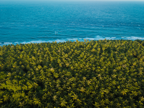 Aerial view of lush green vegetation meets the turquoise ocean creating a striking contrast of colors and textures Kelaa island Thiladhunmathi Atoll Maldives. Aerial view of lush green vegetation meets the turquoise ocean creating a striking contrast of colors and textures Kelaa island Thiladhunmathi Atoll Maldives.