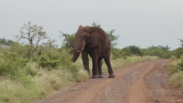 View of an African elephant on a dirt road South Africa.