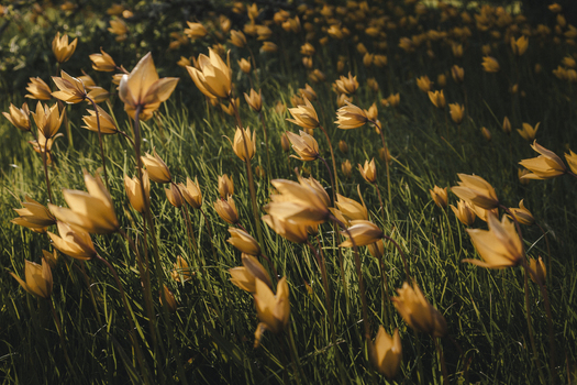View of Vormsi island meadow filled with blooming yellow flowers under soft sunlight in Laane County Estonia.
