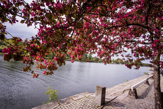 View of vivid pink blossoms cascade over the tranquil river contrasting with the stone embankment in West Old Town West Old Town New Mexico Sweden. View of vivid pink blossoms cascade over the tranquil river contrasting with the stone embankment in West Old Town West Old Town New Mexico Sweden.