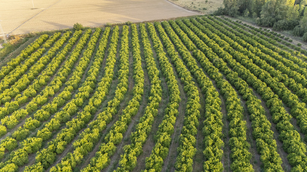 Aerial view of lush green citrus orchard rows with curved patterns under golden sunlight near a dry field in Coria del Rio Andalusia Spain. Aerial view of lush green citrus orchard rows with curved patterns under golden sunlight near a dry field in Coria del Rio Andalusia Spain.