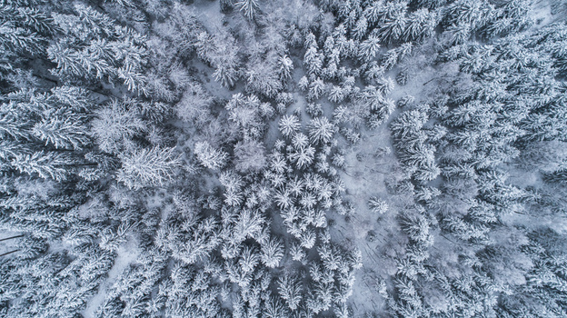 Aerial view of a dense forest covered in fresh white snow with tall evergreen trees creating a textured winter landscape in Latvia. Aerial view of a dense forest covered in fresh white snow with tall evergreen trees creating a textured winter landscape in Latvia.