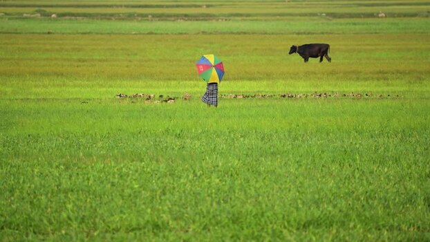 View of a person with a colorful umbrella in a field Bangladesh. View of a person with a colorful umbrella in a field Bangladesh.