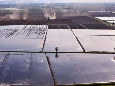 Aerial view of the flooded rice fields of Tenuta Colombara with a lone tree and distant mountains under a hazy sky in Livorno Ferraris Piemonte Italy.