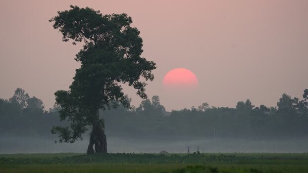 View of a solitary tree and large red sun at sunset Bangladesh. View of a solitary tree and large red sun at sunset Bangladesh.