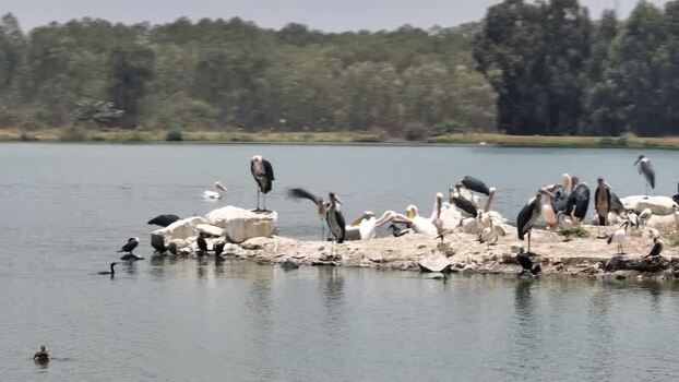 Aerial view of marabou storks and pelicans on a lake Kenya. Aerial view of marabou storks and pelicans on a lake Kenya.