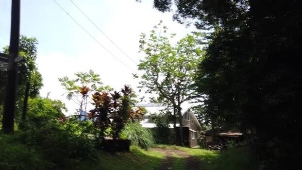 View of power lines over dense green foliage Pitcairn Islands.
