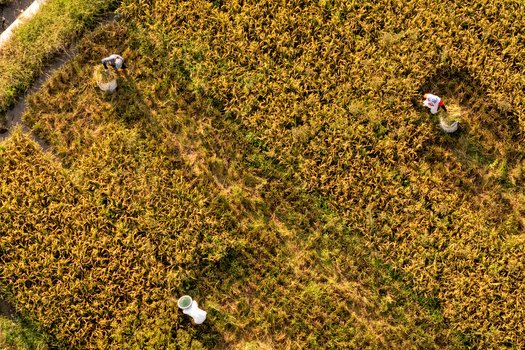 Aerial view of farmers harvesting golden rice in a field Indonesia.
