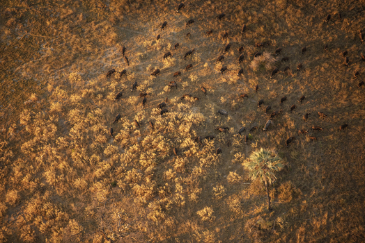 Aerial view of a herd of African buffalo grazing in the dry savanna of the Okavango Delta during golden hour in Maun North West District Botswana. Aerial view of a herd of African buffalo grazing in the dry savanna of the Okavango Delta during golden hour in Maun North West District Botswana.