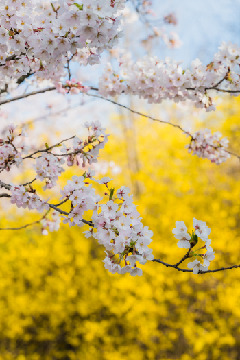 View of blooming cherry blossoms and vibrant yellow forsythia flowers under a clear blue sky in Vilnius Vilnius County Lithuania. View of blooming cherry blossoms and vibrant yellow forsythia flowers under a clear blue sky in Vilnius Vilnius County Lithuania.