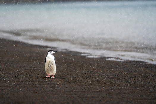 View of a chinstrap penguin standing on the dark volcanic sand beach of Deception Island during a light snowfall in Antarctica. View of a chinstrap penguin standing on the dark volcanic sand beach of Deception Island during a light snowfall in Antarctica.