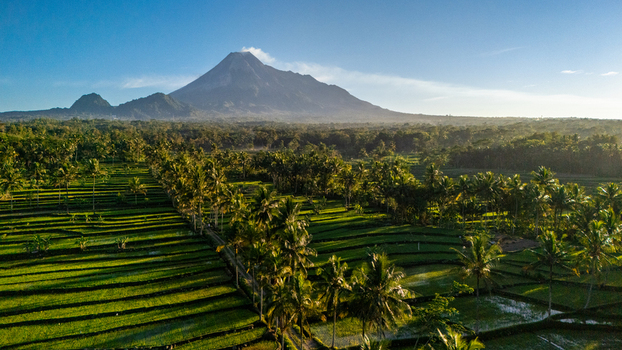 Aerial view of the majestic Mount Merapi volcano rising above lush green rice terraces and palm trees in the morning light in Cangkringan Special Region of Yogyakarta Indonesia.
