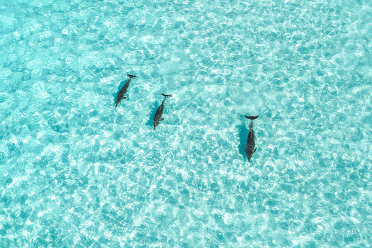 Aerial view of three dolphins swimming through crystal clear turquoise water with gentle ripples in Vashafaru Haa Alif Atoll Maldives. Aerial view of three dolphins swimming through crystal clear turquoise water with gentle ripples in Vashafaru Haa Alif Atoll Maldives.