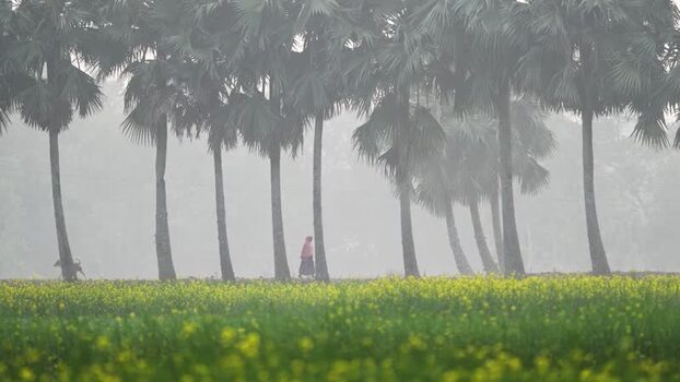 View of a person walking through palm trees in Bogura Bangladesh. View of a person walking through palm trees in Bogura Bangladesh.