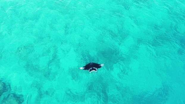 Aerial view of a manta ray swimming in turquoise water Maldives.