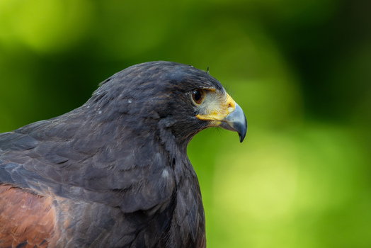 View of a Harris s hawk in profile with dark plumage and a sharp beak against a blurred green forest background in Selestat Grand Est France.