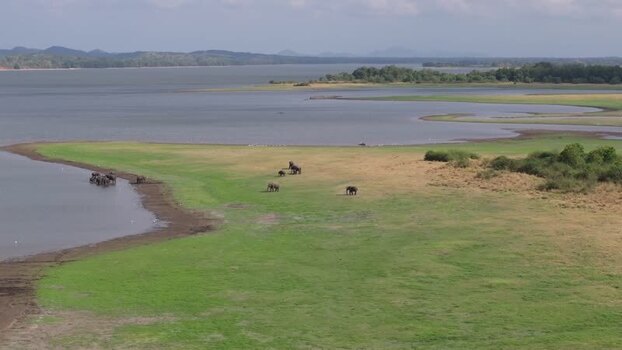 Aerial view of elephants near a reservoir in Polonnaruwa Sri Lanka. Aerial view of elephants near a reservoir in Polonnaruwa Sri Lanka.