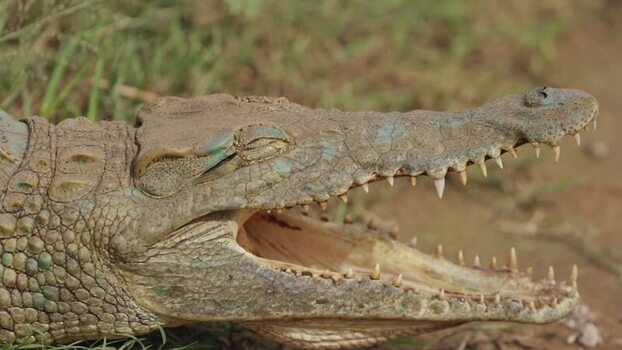 View of a crocodile with open mouth South Africa.