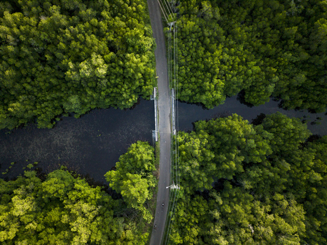 Aerial view of a bridge spanning a dark waterway embraced by the vibrant green canopy of Karimunjawa Mangrove Forest Karimunjawa Central Java Indonesia.