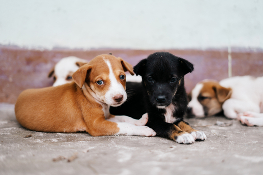 View of a group of small puppies including one brown and white puppy and one black puppy resting on a concrete floor in Southwest Papua Indonesia. View of a group of small puppies including one brown and white puppy and one black puppy resting on a concrete floor in Southwest Papua Indonesia.