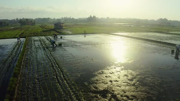 Aerial view of farmers working in flooded rice paddies Indonesia. Aerial view of farmers working in flooded rice paddies Indonesia.
