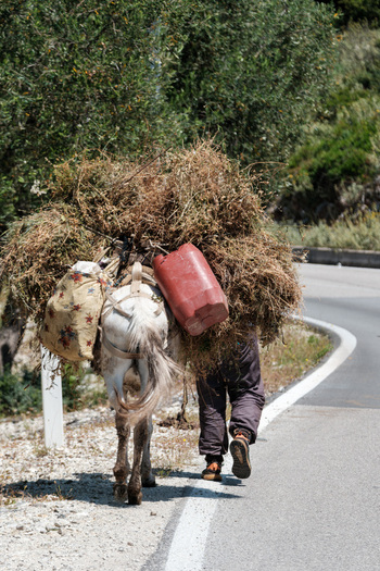 View of a donkey carrying a heavy load of dried hay a red container and a bag while walking with a person along a paved road in Vlore County Albania. View of a donkey carrying a heavy load of dried hay a red container and a bag while walking with a person along a paved road in Vlore County Albania.