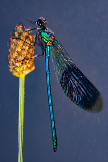 View of a metallic blue damselfly covered in morning dew perched on a wild plant stem in Wittenheim Grand Est France.