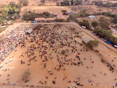 Aerial view of Kimana Animal Market with a large crowd of people and cattle gathered in a dusty fenced enclosure in Kimana Kajiado County Kenya.