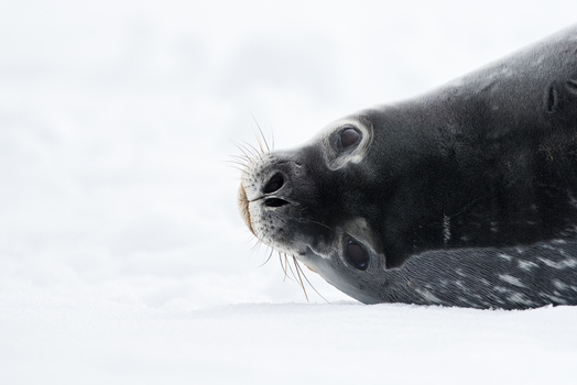 View of a Weddell seal with dark spotted fur resting on the white snow in Antarctica.