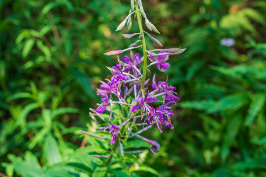 View of a vibrant purple Rosebay Willowherb flower blooming in the lush woodland of Deer Park Looe Cornwall United Kingdom. View of a vibrant purple Rosebay Willowherb flower blooming in the lush woodland of Deer Park Looe Cornwall United Kingdom.