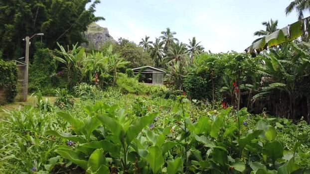 View of a shed amidst dense tropical foliage Pitcairn Islands.