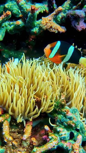 View of a clownfish in a sea anemone Indonesia. View of a clownfish in a sea anemone Indonesia.