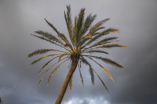 View of a solitary palm tree with golden fronds against a dramatic dark cloudy sky in Ragusa Sicily Italy.