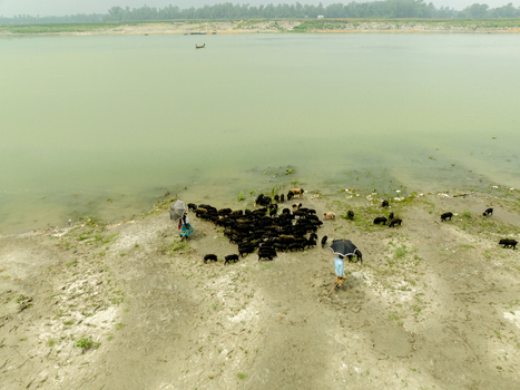 Aerial view of a herd of black pigs being guided by people with umbrellas along a sandy riverbank Bogura Rajshahi Division Bangladesh. Aerial view of a herd of black pigs being guided by people with umbrellas along a sandy riverbank Bogura Rajshahi Division Bangladesh.