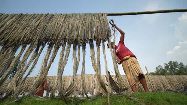 View of a worker hanging jute fibers on bamboo poles Bangladesh.