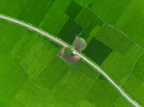 Aerial view of vibrant green rice paddies with a narrow road crossing a small pond and a single tree in Joypurhat Rajshahi Division Bangladesh.