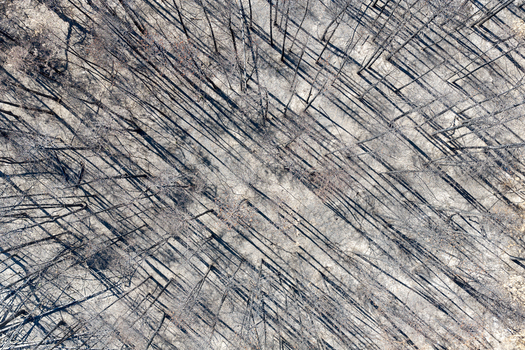 Aerial view of the Deliblato Sands wildfire aftermath showing charred tree trunks and scorched earth in the forest in Kajtasovo Vojvodina Serbia.