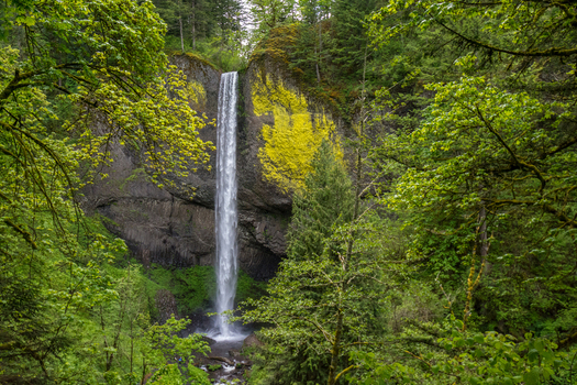 View of Latourell Falls cascading down a basalt cliff covered in moss and surrounded by lush green forest in Hood River Oregon United States.
