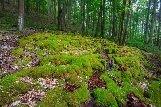 View of Pancierovske travertines with moss covered rock formations and a small stream flowing through a lush green forest in Banska Bystrica Banskobystricky kraj Slovakia. View of Pancierovske travertines with moss covered rock formations and a small stream flowing through a lush green forest in Banska Bystrica Banskobystricky kraj Slovakia.