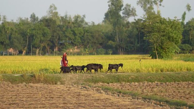 View of a woman herding goats in a rural field Bangladesh. View of a woman herding goats in a rural field Bangladesh.
