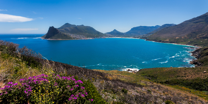 View of Hout Bay with the Sentinel peak turquoise waters and purple wildflowers in the foreground under a clear blue sky in South Africa.