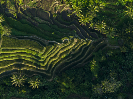 Aerial view of Tegallalang Rice Terrace with lush green terraced paddies palm trees and intricate irrigation patterns in Kecamatan Tegallalang Bali Indonesia. Aerial view of Tegallalang Rice Terrace with lush green terraced paddies palm trees and intricate irrigation patterns in Kecamatan Tegallalang Bali Indonesia.